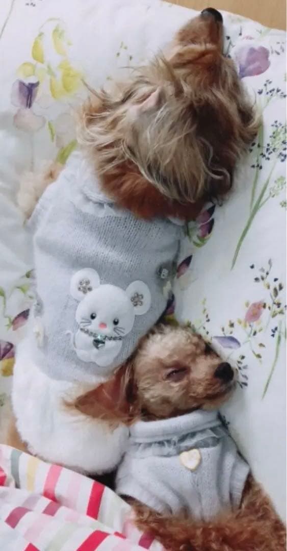 【犬用ワンピース】グレー/ニット/ファー/犬用服/for pets only