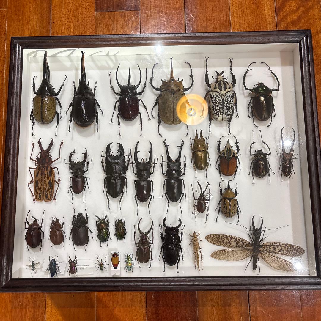 昆虫標本 標本箱 セット