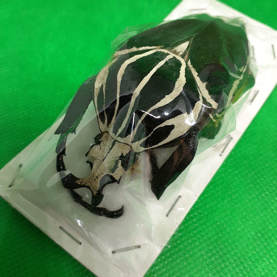 標本 Goliathus goliatus apicalis 80mm CONGO