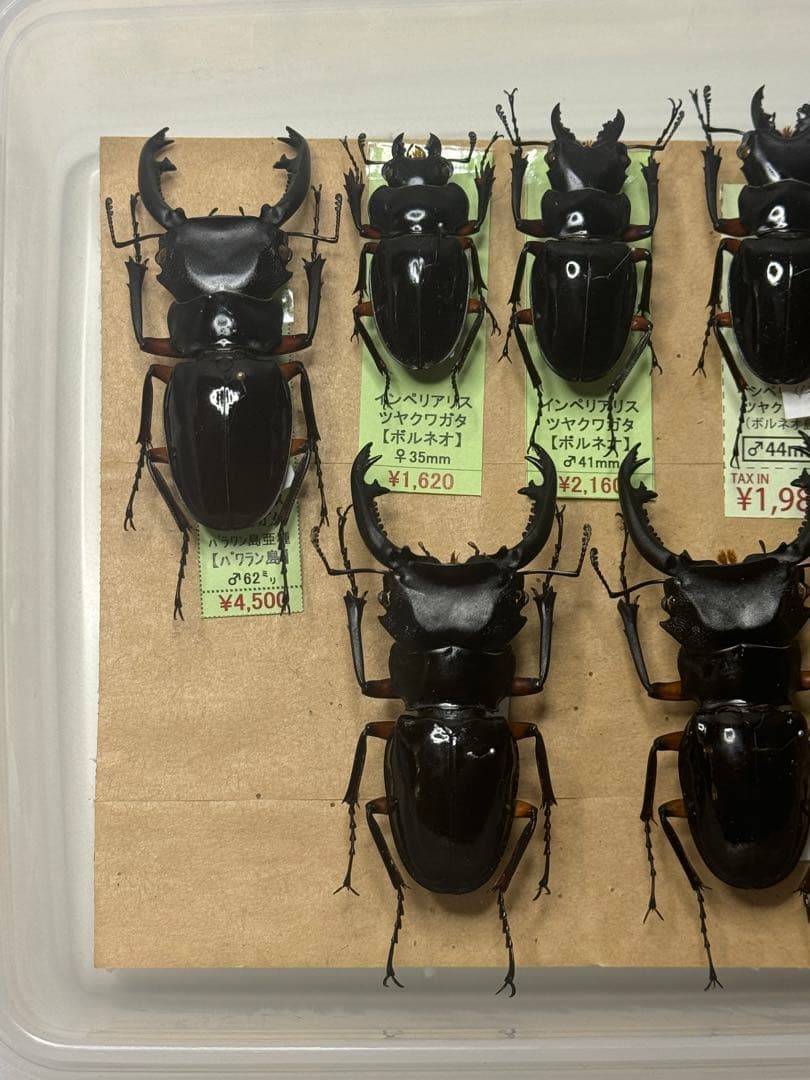 【野外標本】インペリアリスツヤクワガタ(ボルネオ/パラワン)　まとめ売り