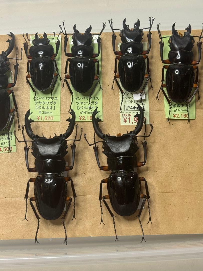 【野外標本】インペリアリスツヤクワガタ(ボルネオ/パラワン)　まとめ売り