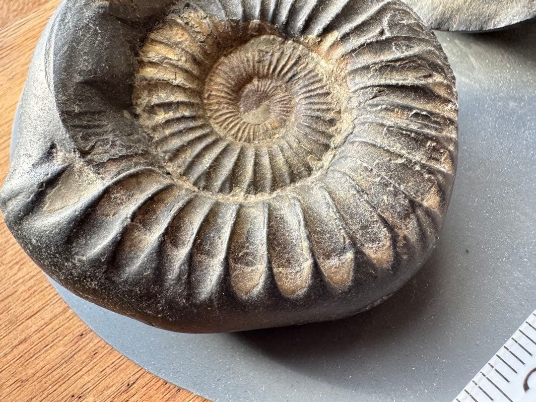 アンモナイト化石 黒色 大きい