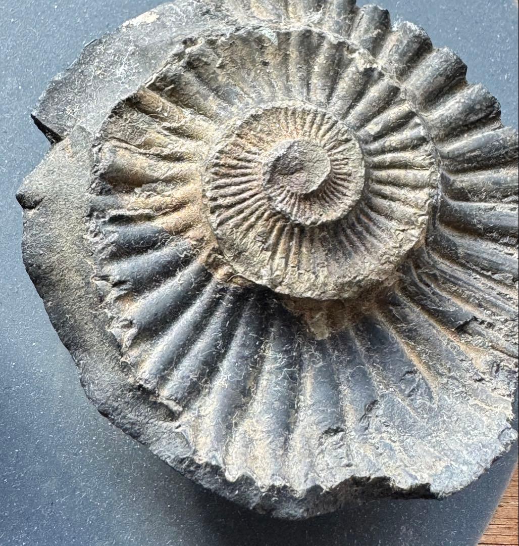 アンモナイト化石 黒色 大きい