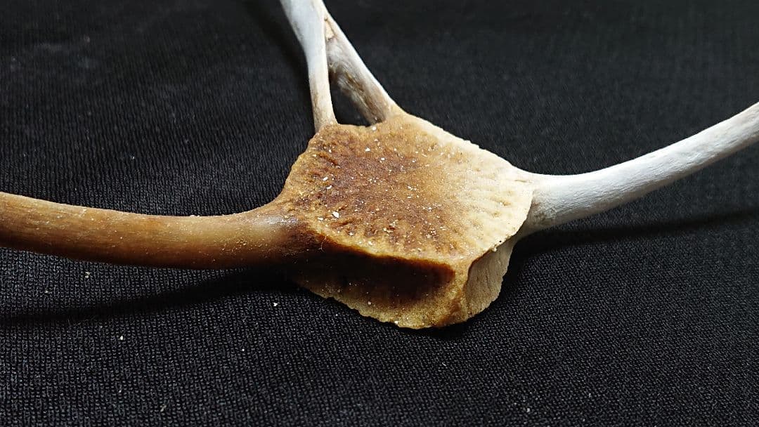 【希少】イルカの骨 斑_8