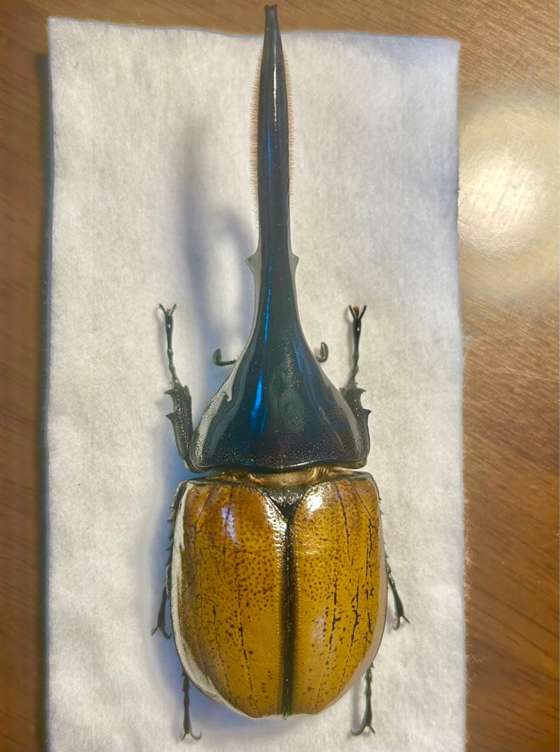 ⭐️⭐️ヘラクレス２亜種♂標本⭐️⭐️