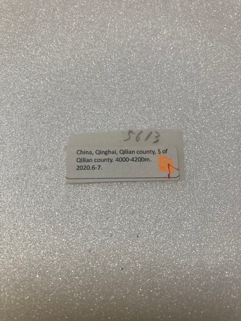 【バラ売り可能】パルナシウス・アッコ・ツライシャニ（1ペア、中国/青海省）