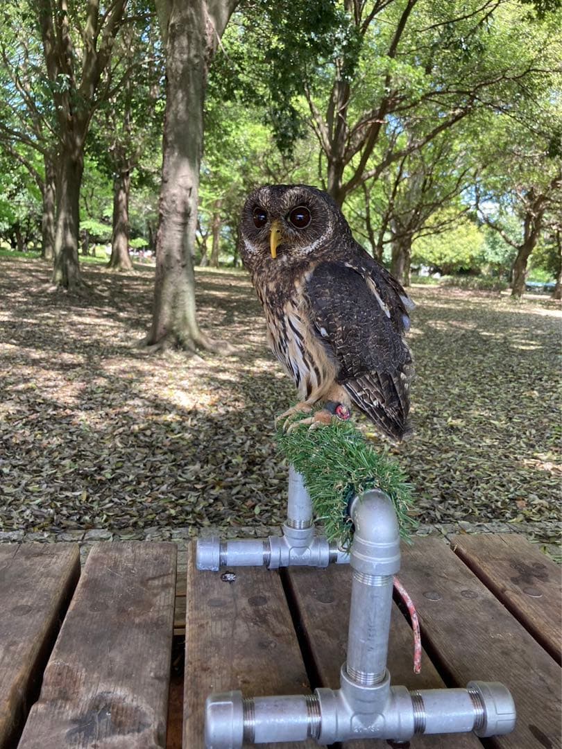 小型猛禽類用　パーチ　ハンドメイド