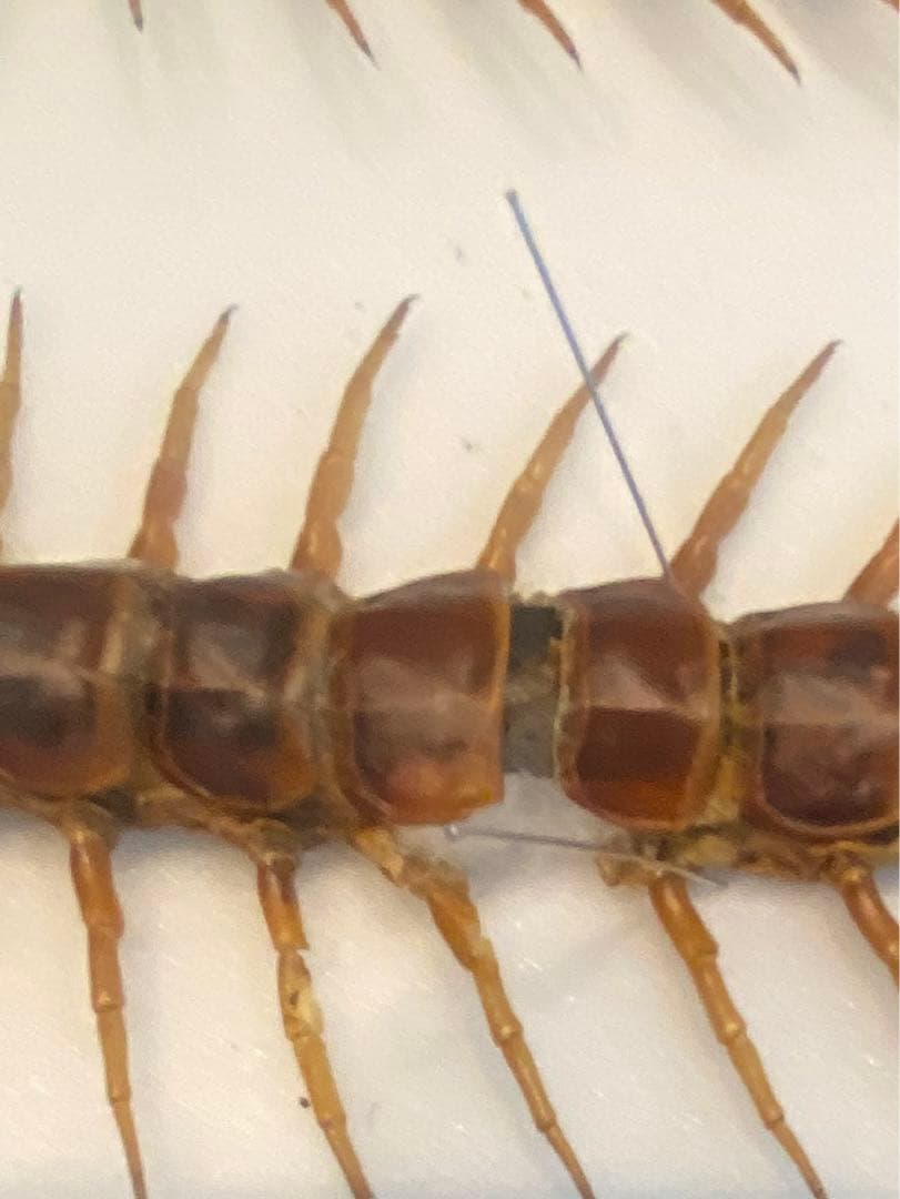 特大ペルビアンジャイアントセンチピード34cm 欠損あり