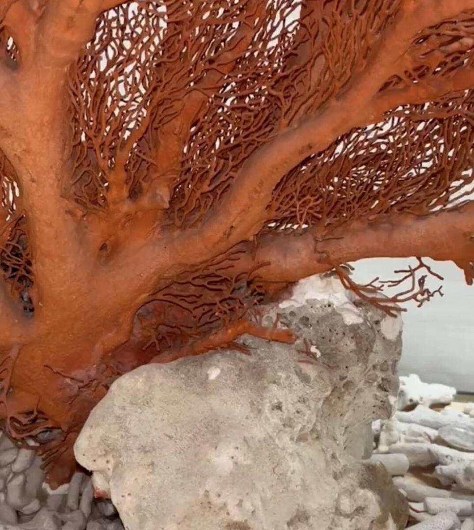 希少　天然 大型枝珊瑚 母岩付 高95cm サンゴ　原木　ルース