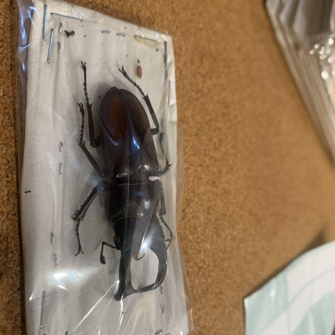 マキシカクワガタ野外品　雄67㍉