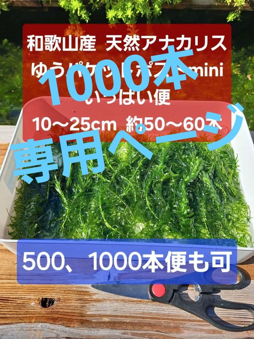 【専用ページ】天然 アナカリス1000本 オオカナダモ