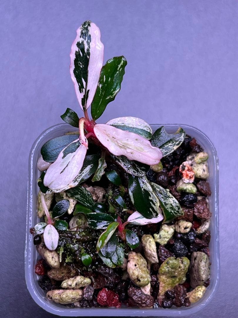 水草 Bucephalandra sp. Variegata