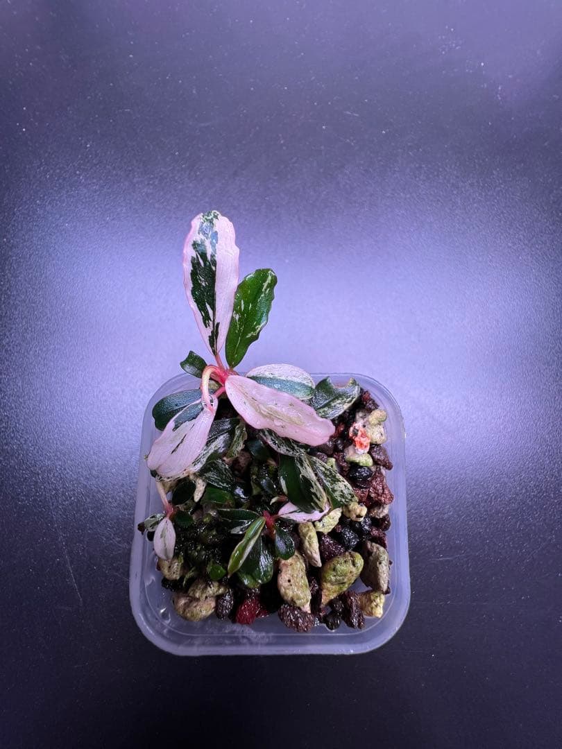 水草 Bucephalandra sp. Variegata