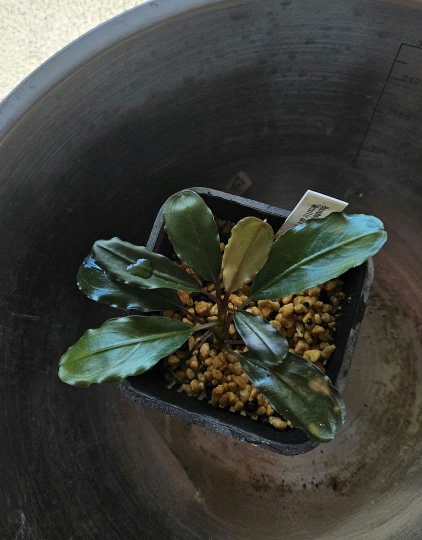 ブセファランドラ　メタリックダークレッド　llic dark red