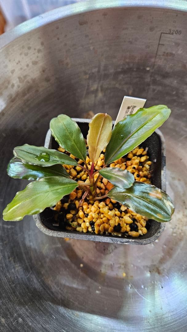 ブセファランドラ　メタリックダークレッド　llic dark red