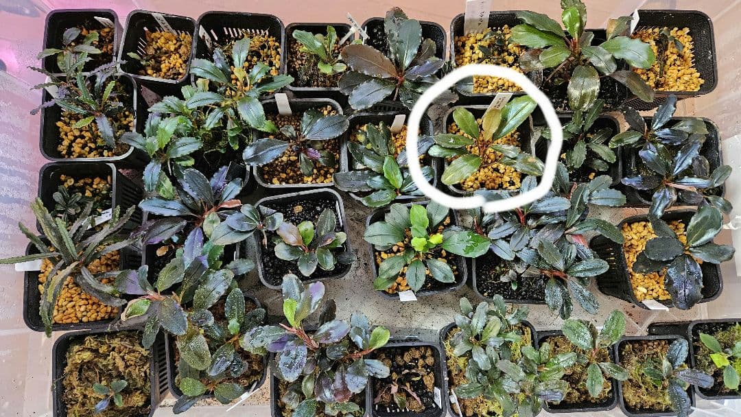 ブセファランドラ　メタリックダークレッド　llic dark red