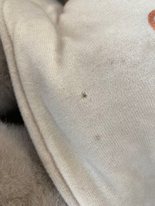 おしゃべりくまさん、ぬいぐるみ、テディベア