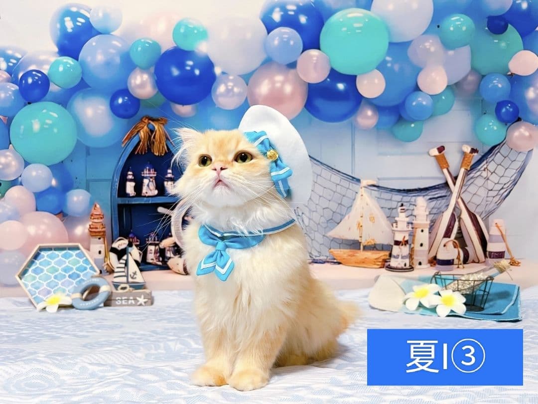 背景布【　スタジオ風　】　サンプル　ニューボーンフォト、ペット、ドール撮影用