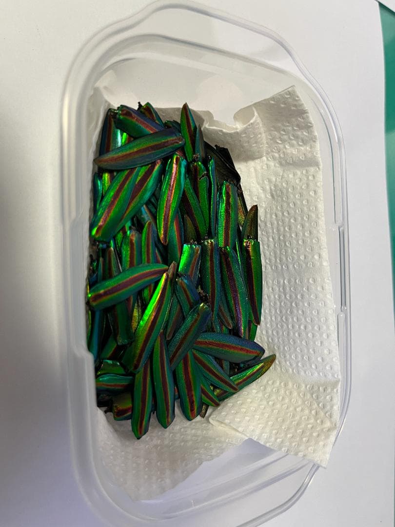 ヤマトタマムシ　上翅159枚