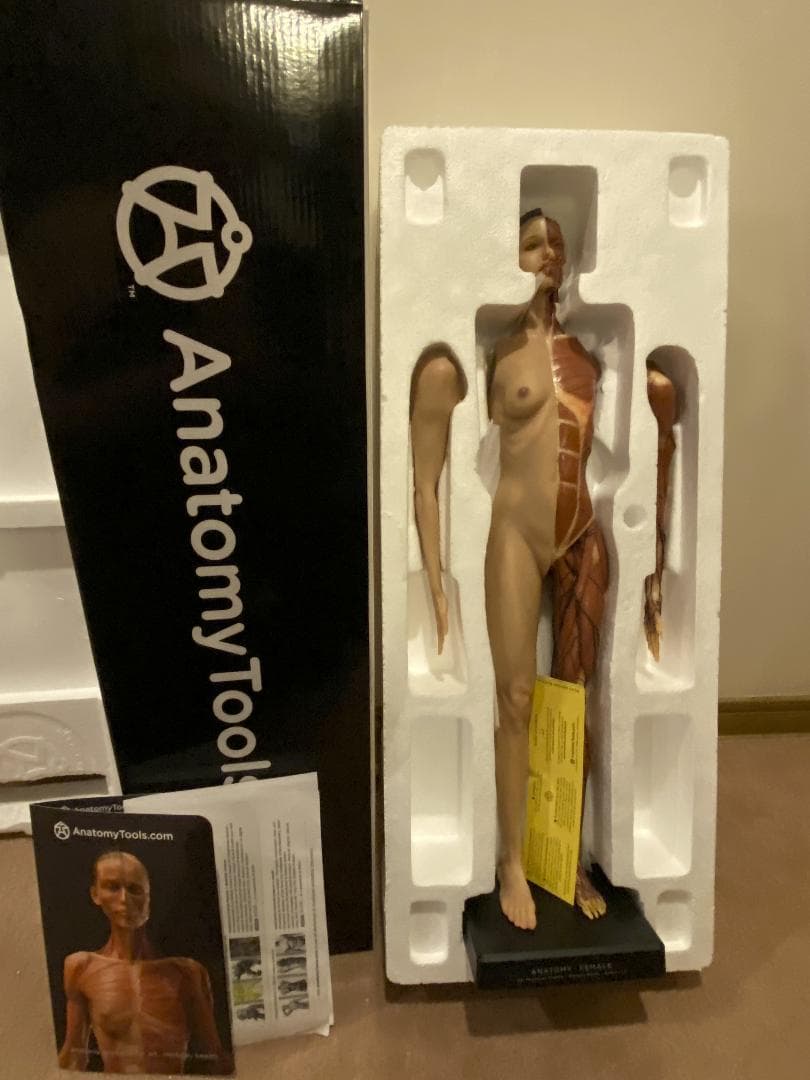 人体模型 AnatomyTools Female1:3Flesh/Anatomy v3A
