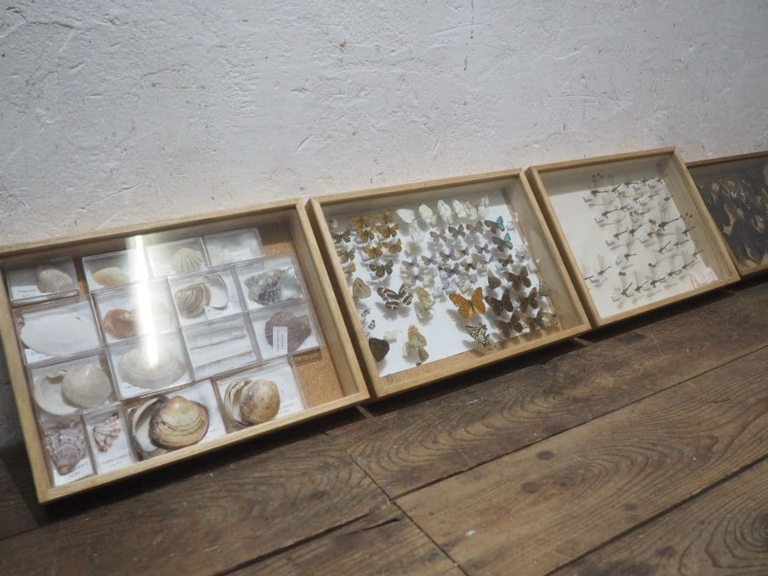 1391 ③蓋付 標本ケース(小1、大3)4個セット　貝殻　蝶々　トンボ　資料