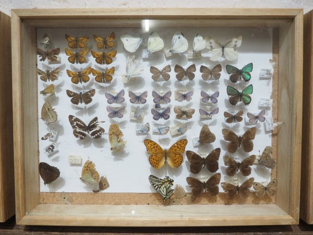 1391 ③蓋付 標本ケース(小1、大3)4個セット　貝殻　蝶々　トンボ　資料