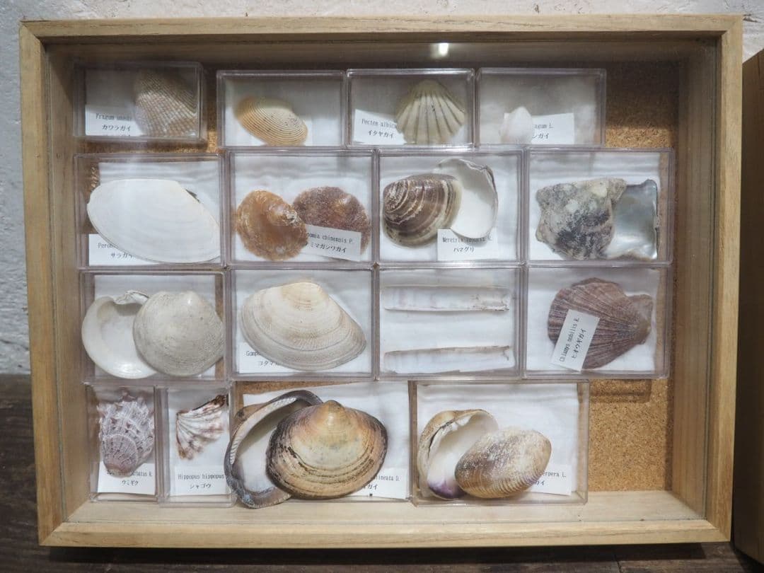 1391 ③蓋付 標本ケース(小1、大3)4個セット　貝殻　蝶々　トンボ　資料