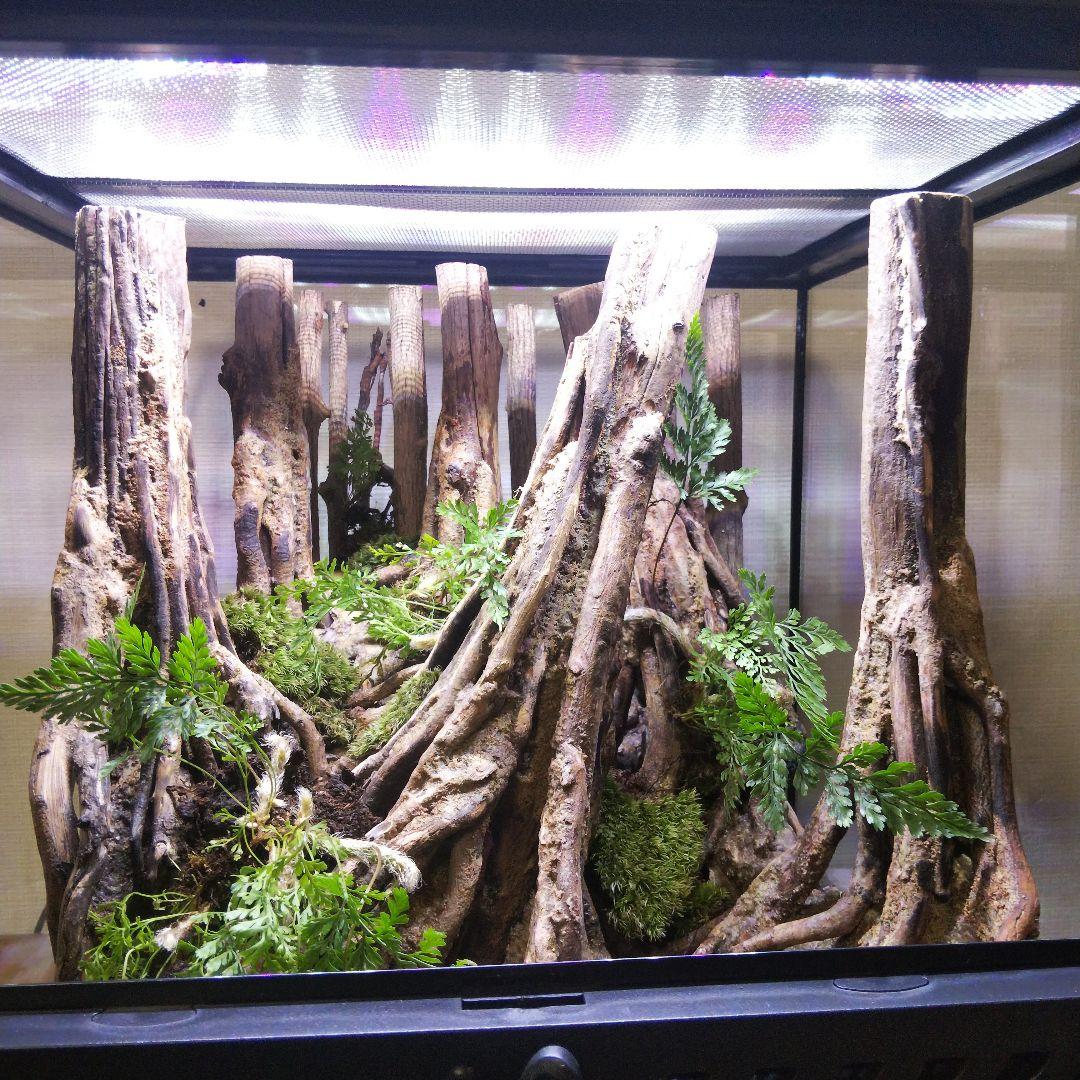 【受注生産】イモリウム　苔テラリウム　アクアテラリウム グラステラリウム