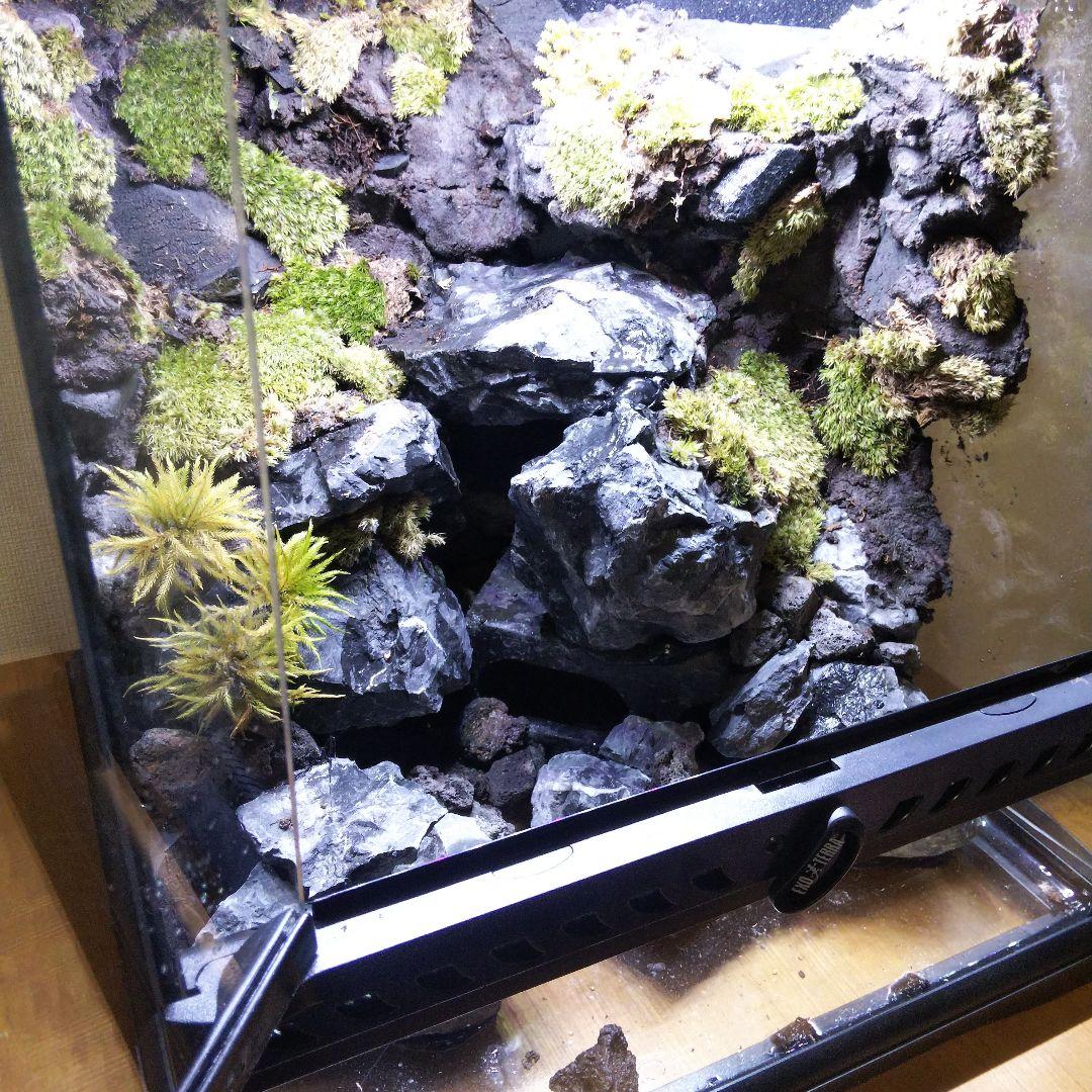 【受注生産】イモリウム　苔テラリウム　アクアテラリウム グラステラリウム