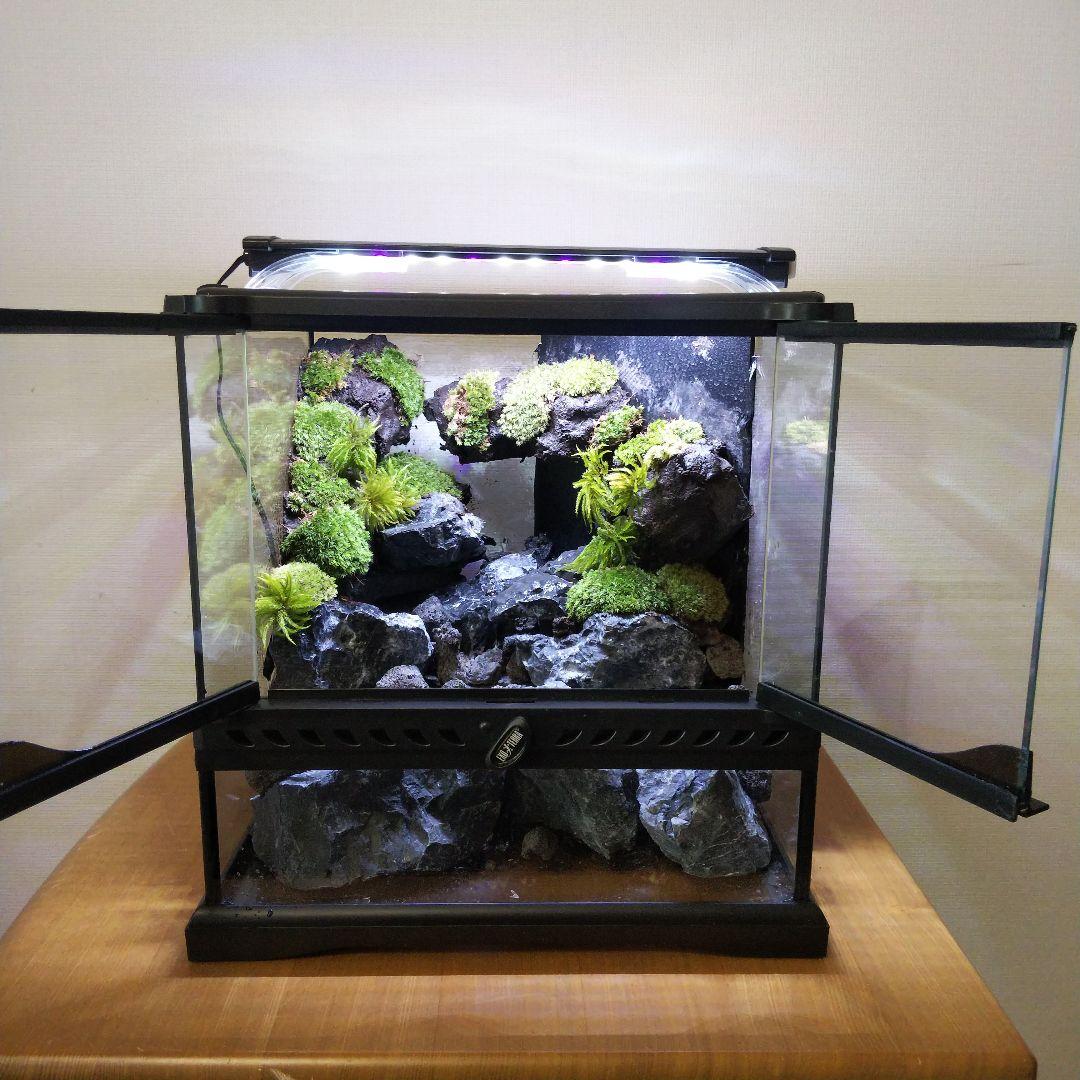 【受注生産】イモリウム　苔テラリウム　アクアテラリウム グラステラリウム