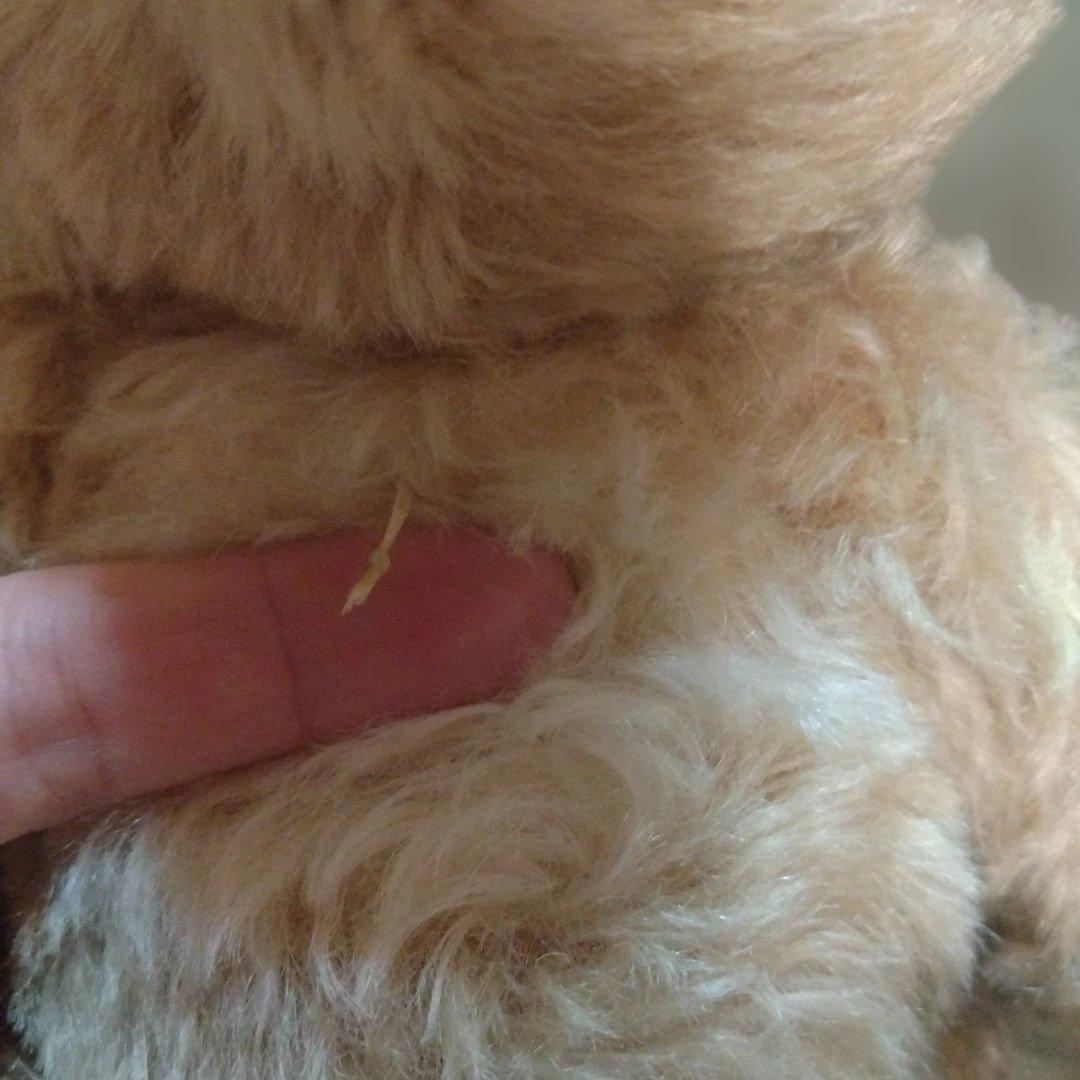 シュタイフ　ベア 027178