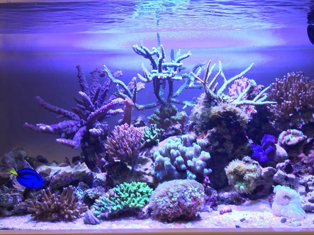 天然ライブロック　11〜12kg