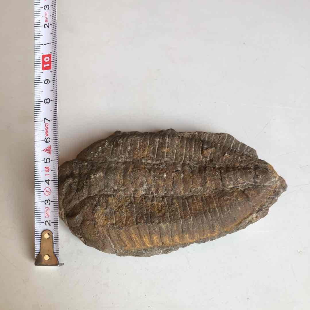 モロッコ産　三葉虫化石　現在輸出禁止です。