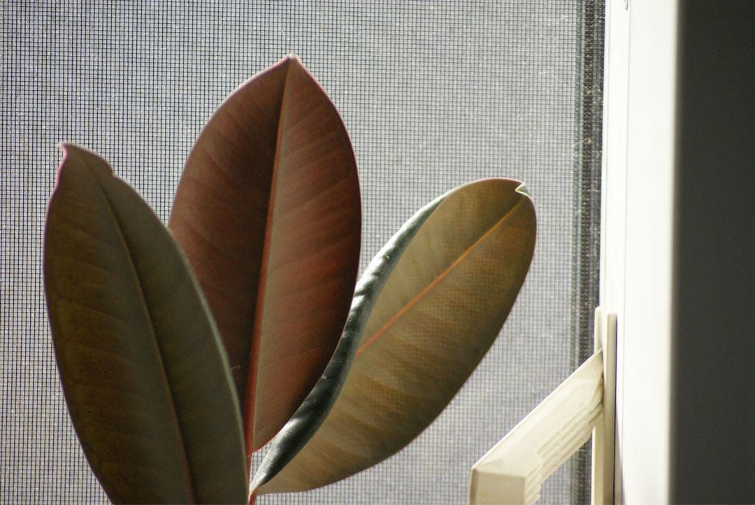 SONY α200 デジタル一眼　35-105 100-300 ダブルレンズ※注