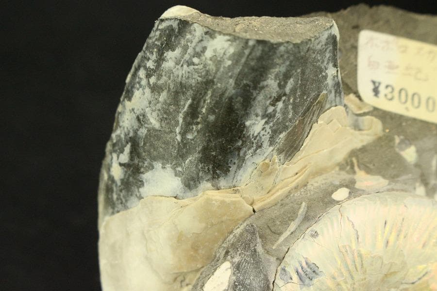 白亜紀 貝 化石 二個 ポポロスカフィテス(ZE492)