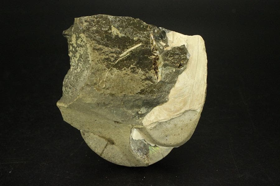 白亜紀 貝 化石 二個 ポポロスカフィテス(ZE492)