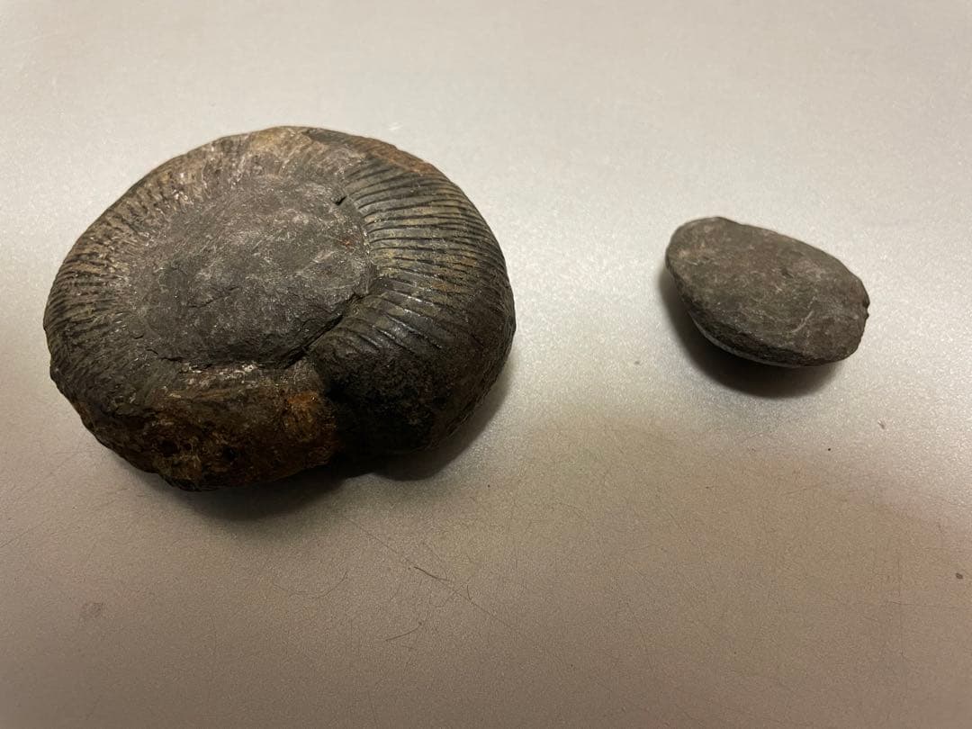 アンモナイト化石　ネパール産