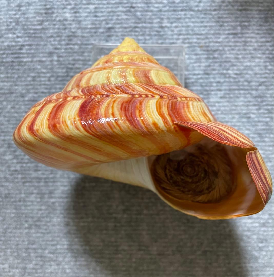 リュウグウオキナエビス　超偏平型　濃色　美品【期間限定値下げ】