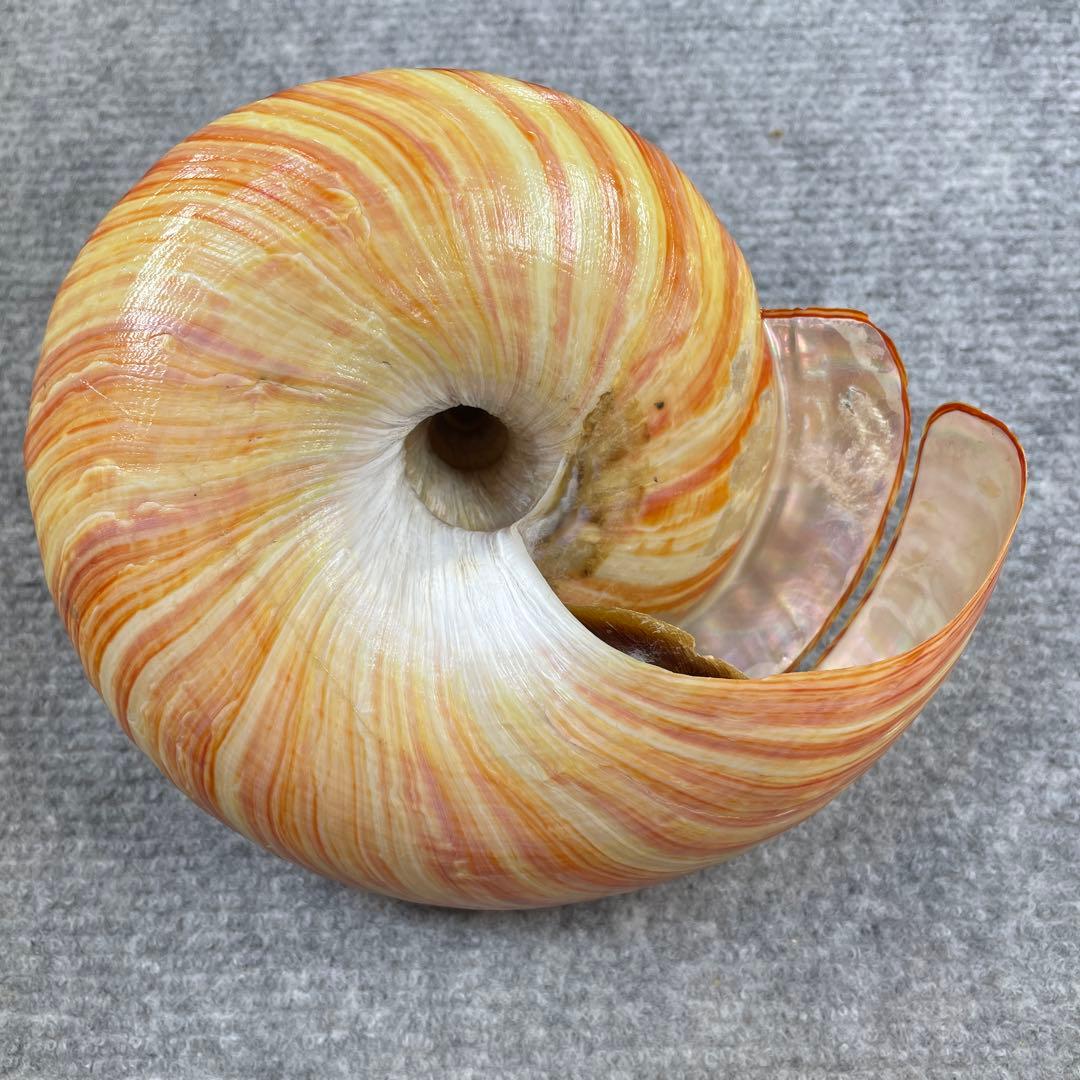 リュウグウオキナエビス　超偏平型　濃色　美品【期間限定値下げ】