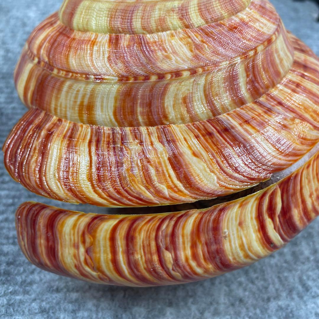 リュウグウオキナエビス　超偏平型　濃色　美品【期間限定値下げ】