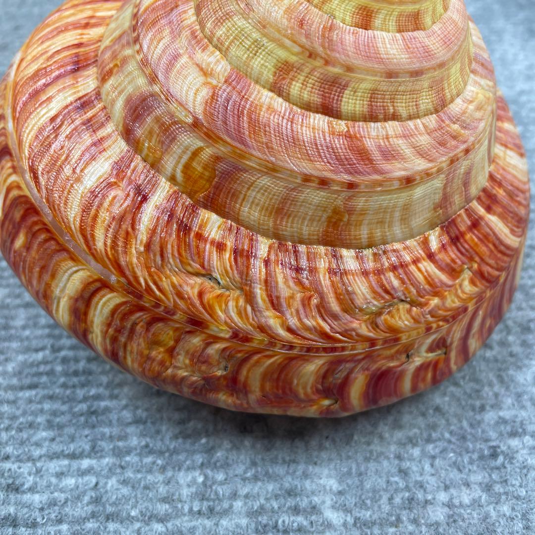 リュウグウオキナエビス　超偏平型　濃色　美品【期間限定値下げ】