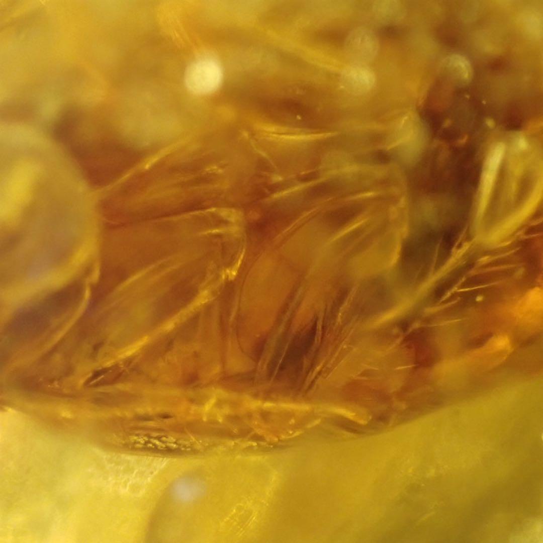 【オーストラリア産】ゴキブリ入り！天然琥珀(アンバー)