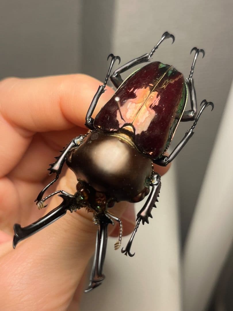 【標本】ニジイロクワガタ オウゴンオニクワガタ ピカール血統 レッドピカール