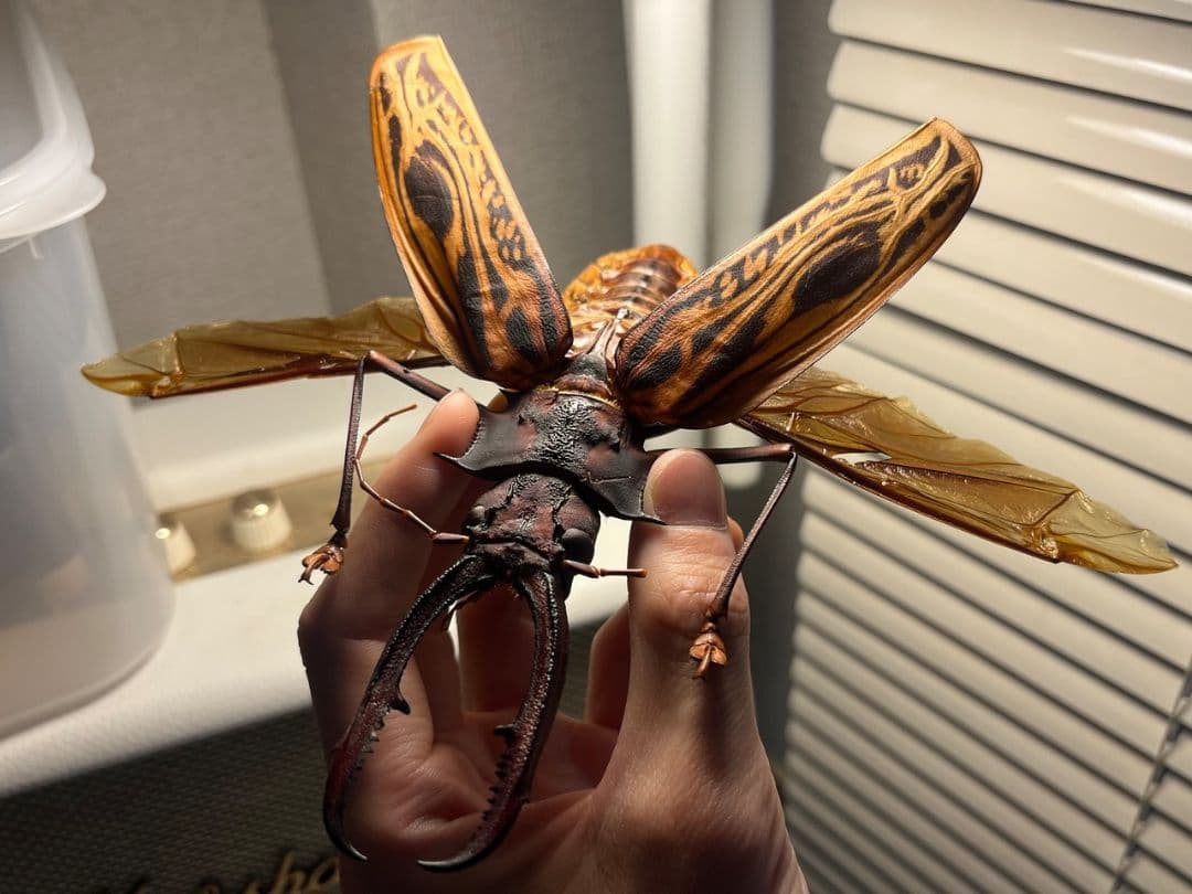 【開翅163mm】オオキバウスバカミキリ 標本 Macrodontia