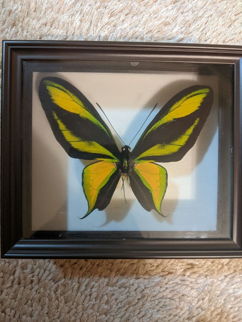 トリバネアゲハ　標本ケース入り