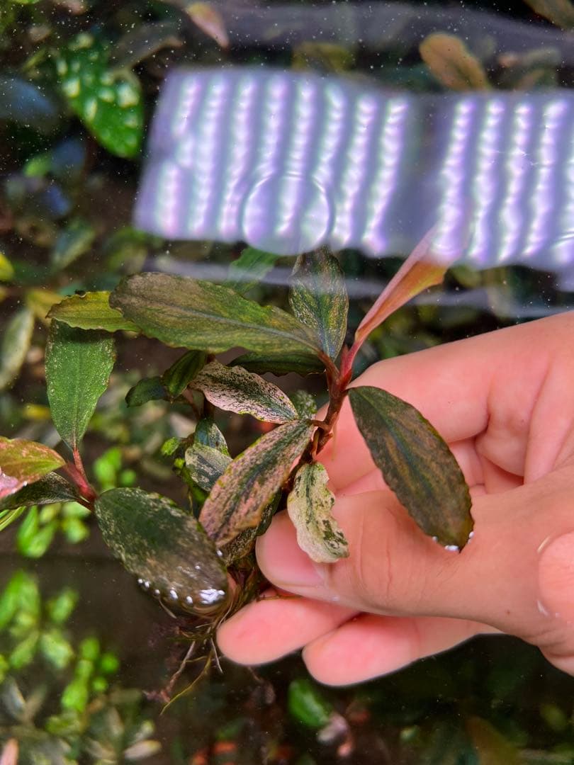 ブセファランドラｓｐ. ピンクバリエガータい斑入り 水中葉 3 株　3大