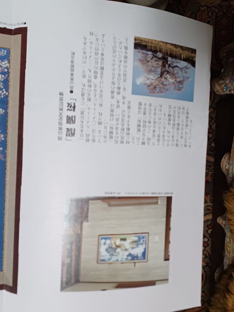 中島千波　醍醐桜　屏風