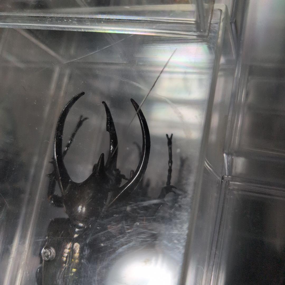 53体！！ディアゴスティーニ　世界の昆虫　データブック4冊