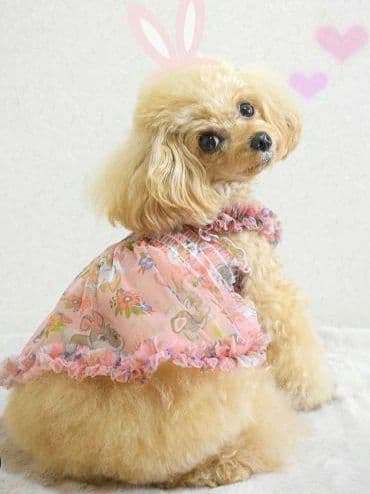 A　XS4点セット+クッション　サーカスサーカスCIRCUSCIRCUS