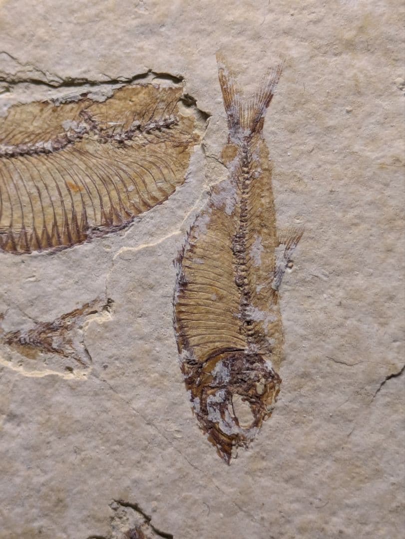 魚　化石　標本　群生標本　博物館